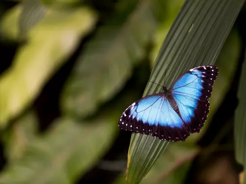 Výstava plná barev a křehkých motýlích křídel ve skleníku Fata Morgana za dva týdny končí