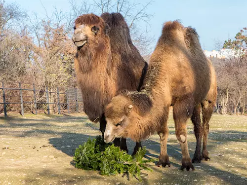 Dozvuky Vánoc v Zoo Praha – přijďte za zvířaty na Tři kále
