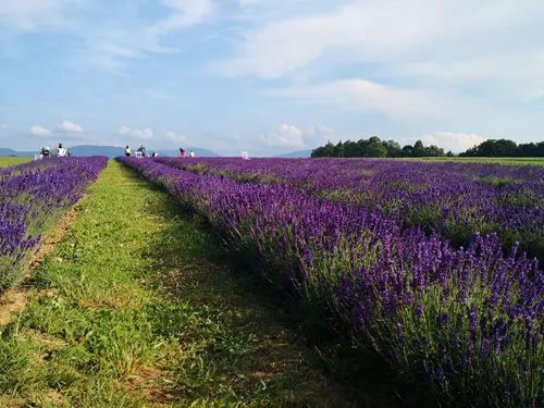 Levandulová farma, levandulové pole Levandule de Žermanické moře - de Levandule