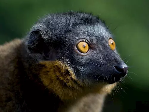 Lemur hnedý Áda