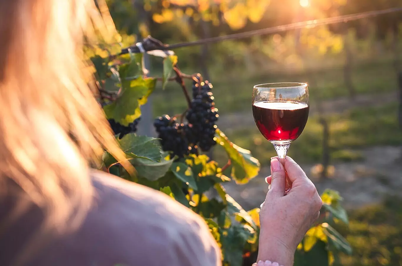 Festival otevřených sklepů na Znojemsku otevře 32 vinařství s nabídkou 335 vín