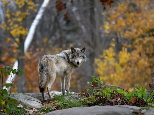 Populace vlků u Máchova jezera se rozrůstá