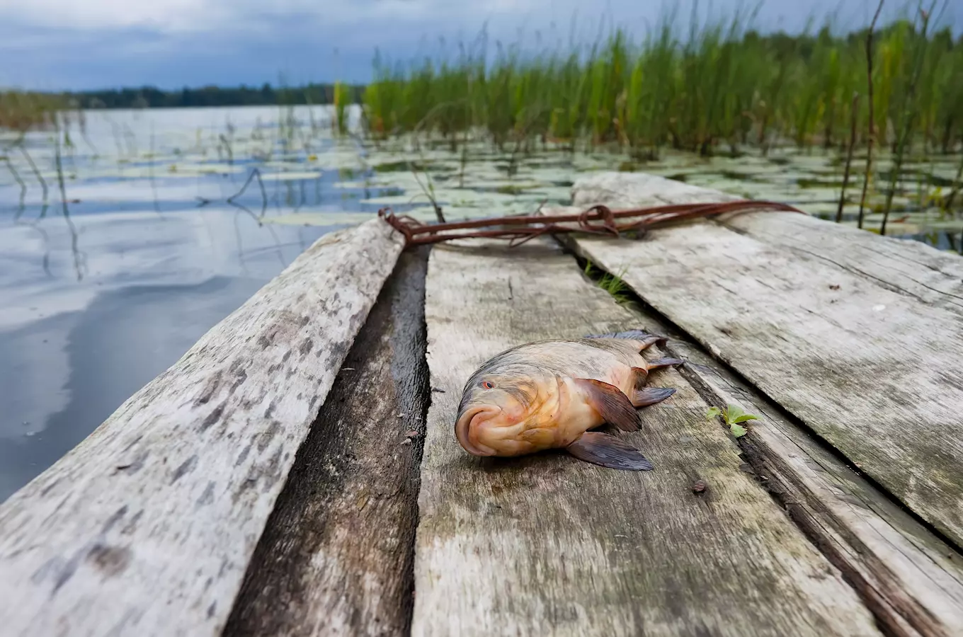 Zlatá stoka – umělý kanál na Třeboňsku