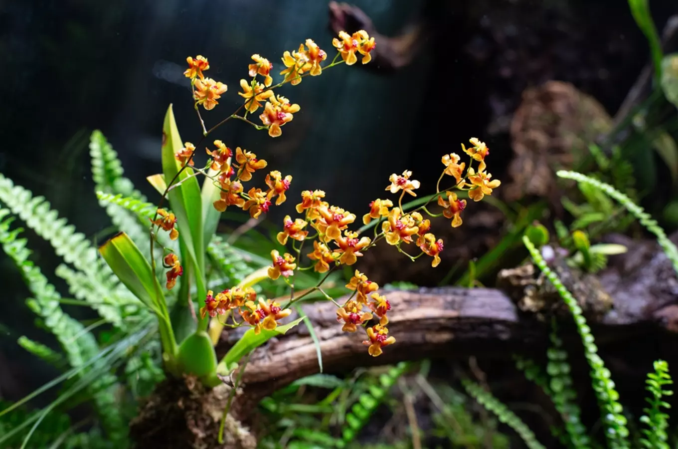 Potěšte se krásou křehkých květů i uprostřed zimy v liberecké botanické zahradě