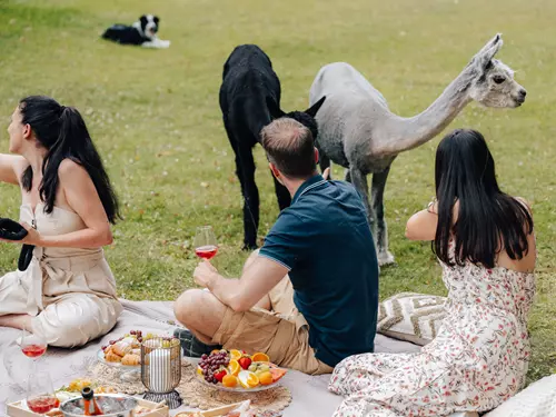 Piknik s alpakami na zámku Blatná