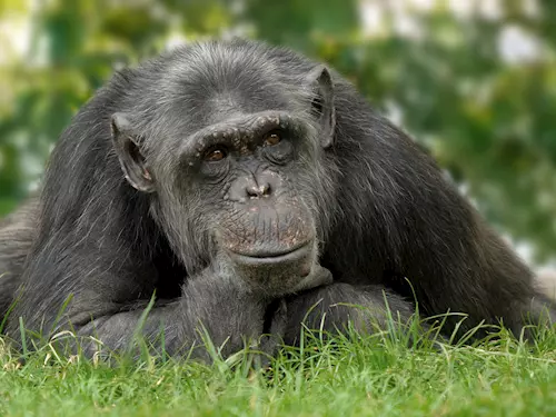 Šimpanzi ze Zoo Ostrava se přestěhovali do Pavilonu evoluce
