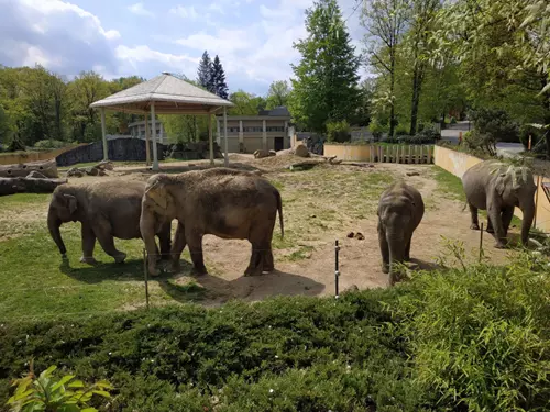 Sloni, Kudy z nudy, Zoo Ostrava