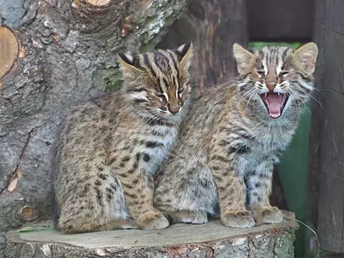V Zoo Olomouc vesele dovádějí krátkouchá koťata 