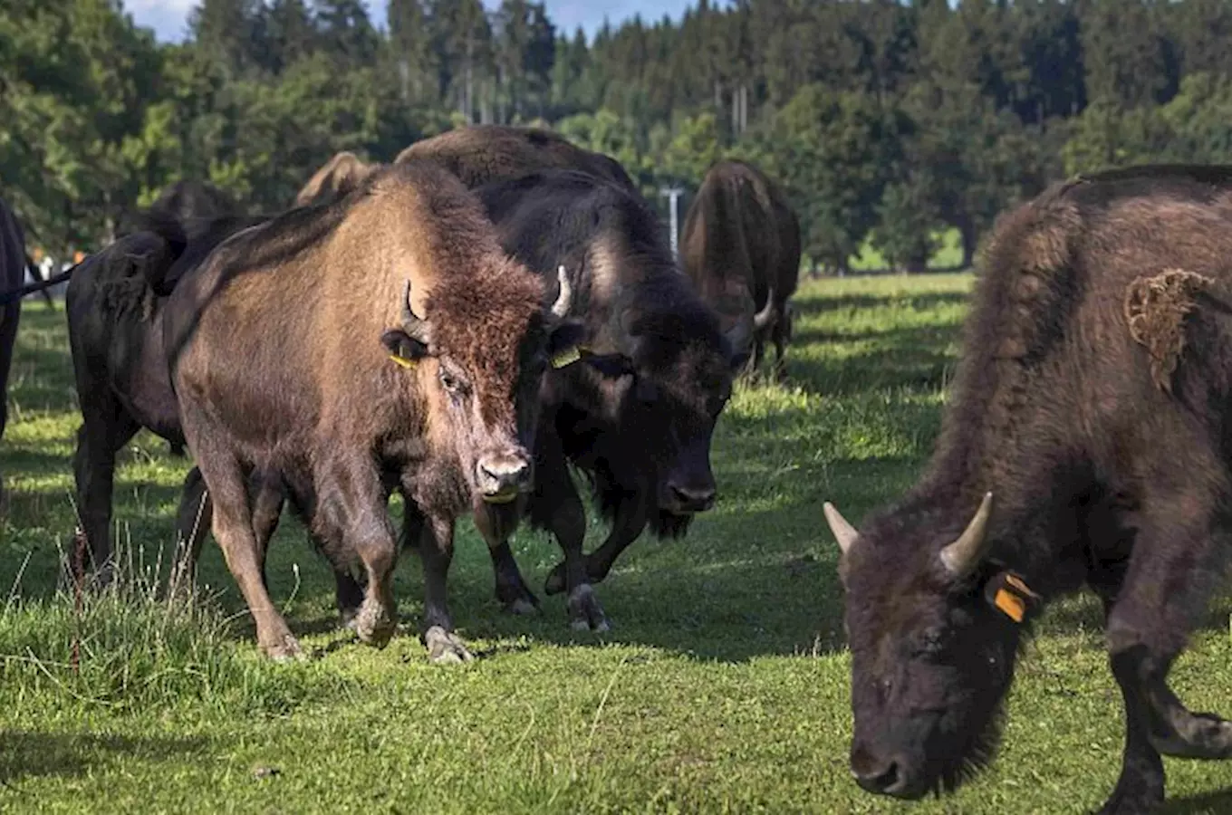 Bison Ranch Rožnov v České Kanadě