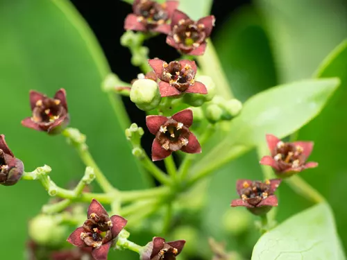 Santalum album