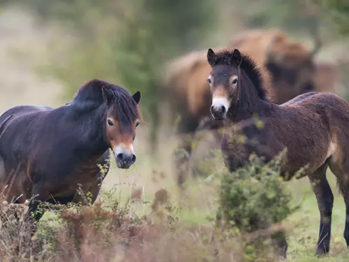 Rezervace divokých koní, zubrů a praturů v Milovicích