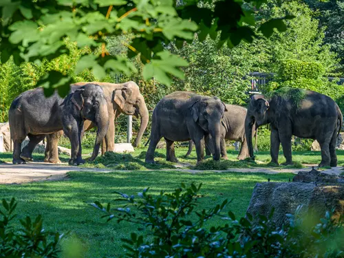Sloni indičtí, foto Petr Hamerník, Zoo Praha