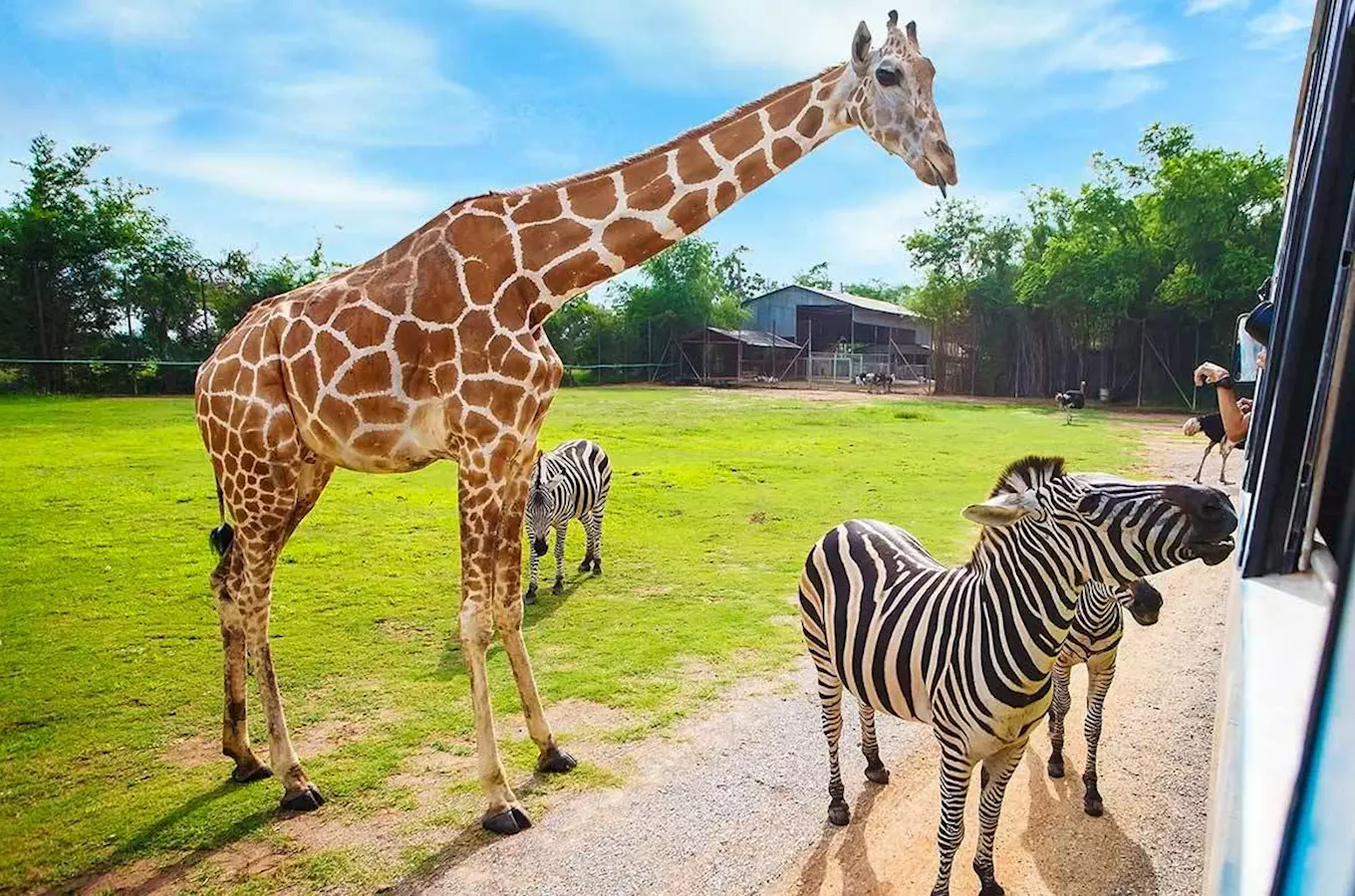 Safari Park Dvůr Králové – Afrika na dlani