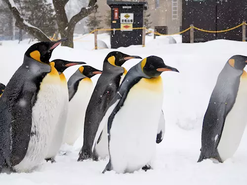 Zvířata na sněhu v Zoo Praha
