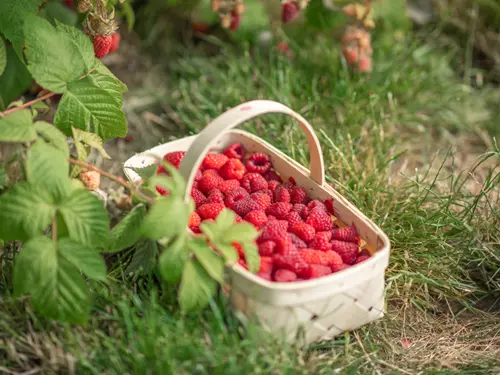 Berry Servis Český Brod – samosběry jahod, malin a ostružin