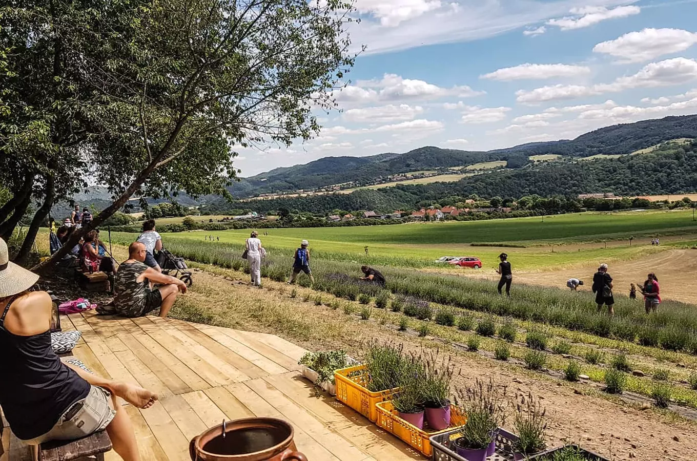 Levandulová farma Křivoklátská levandule