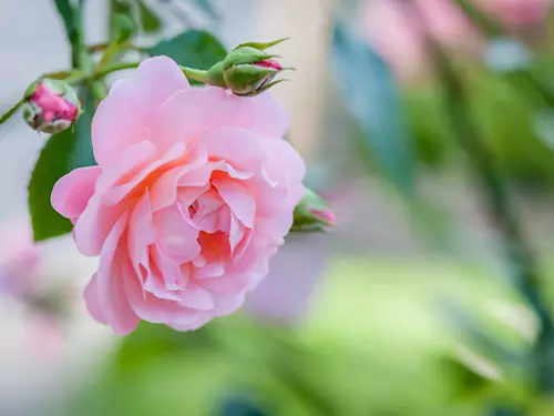 Růže na zámku v Buchlovicích