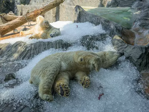 Medvědí lední Gregor a Aleut, foto Petr Hamerník, Zoo Praha