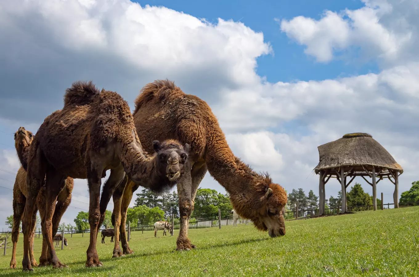 Farmapark Soběhrdy – jedinečný zážitek pro milovníky zvířat