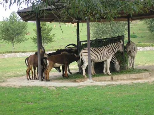 Pravé africké Safari v Česku