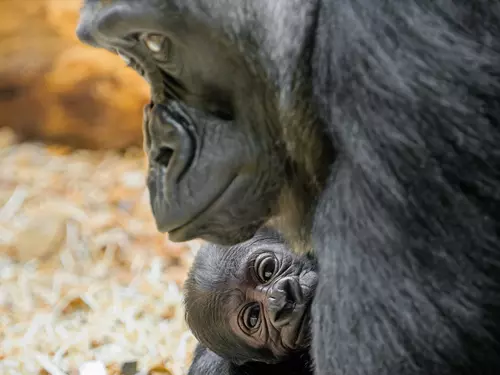 Gorilímu mláděti se v Zoo Praha daří dobře – návštěvníci je již mohou vidět bez omezení