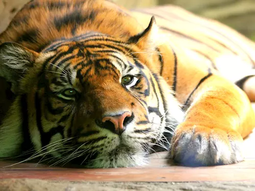 Mezinárodní den tygrů v Zoo Brno