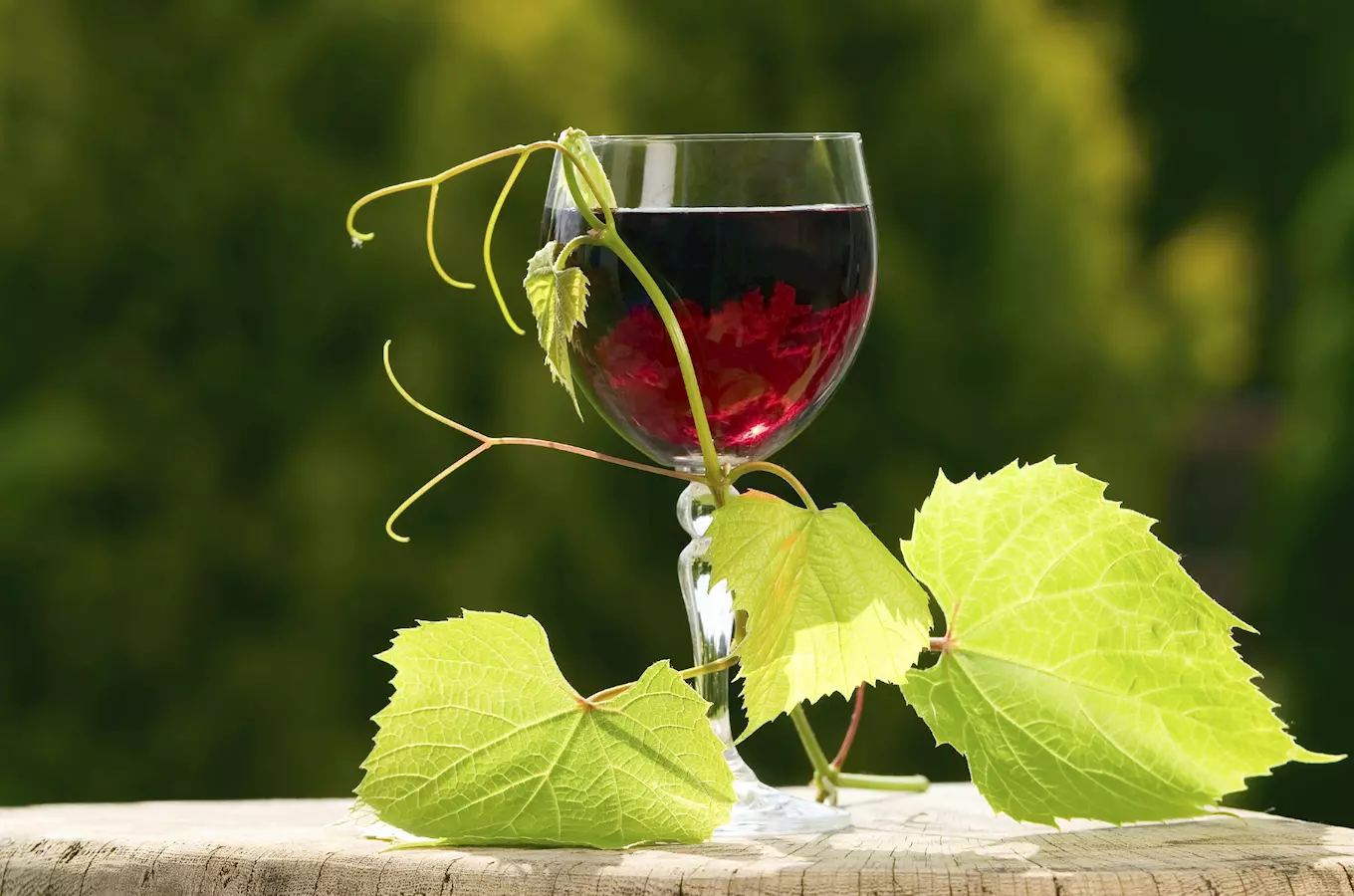 Vinařství Jakub Šamšula – simply wine