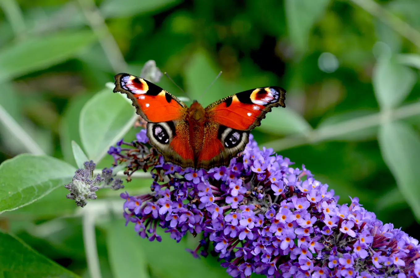 Motýlí půlhodinka – pozorování motýlů