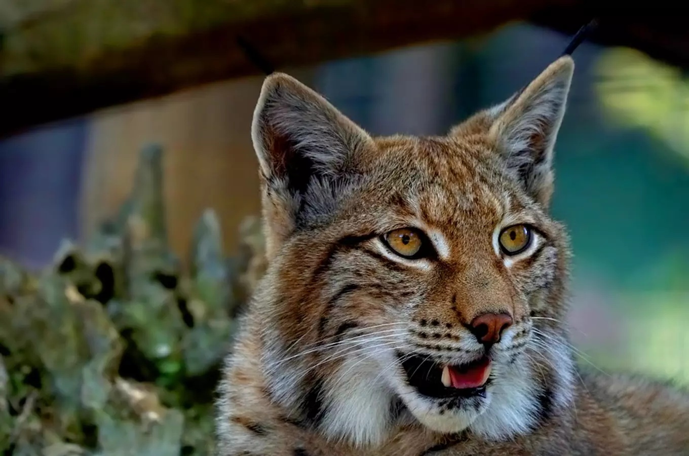 Zoo Jihlava se těší z nejvyšší historické návštěvnosti a vydá sběratelskou bankovku