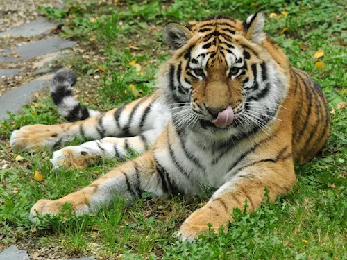 Zoo Olomouc se stala novým domovem tygřice Betty