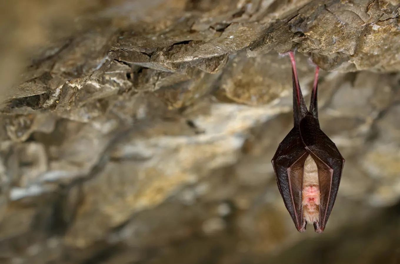 Probouzení netopýrů v Javoříčských jeskyních