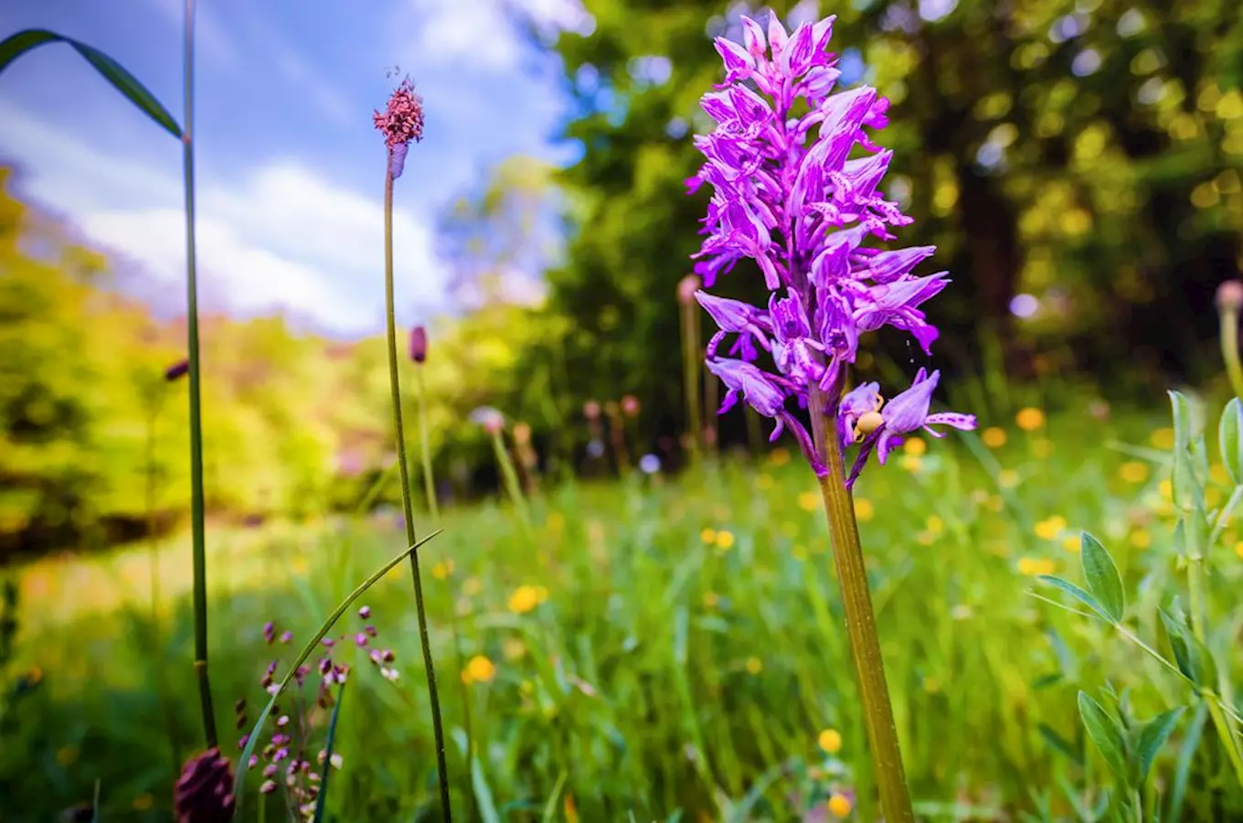 Jaké orchideje najdete v české přírodě?  Tipy na místa, kde kvetou divoké orchideje