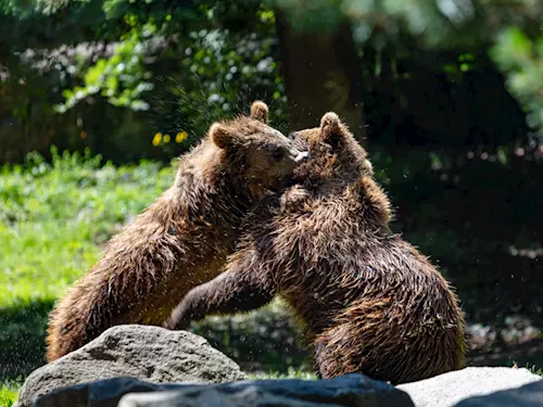 V českokrumlovském medvědím výběhu je veselo – zabydlují se tam dvě nová medvíďata