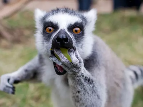 Oslava Světového dne lemurů v Zoo Praha