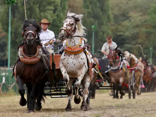 Pardubičtí Koně v akci oslaví koňské tradice i krajské dožínky 