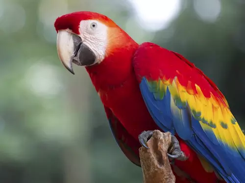 Výstava kraslic v Papouščí zoo Bošovice