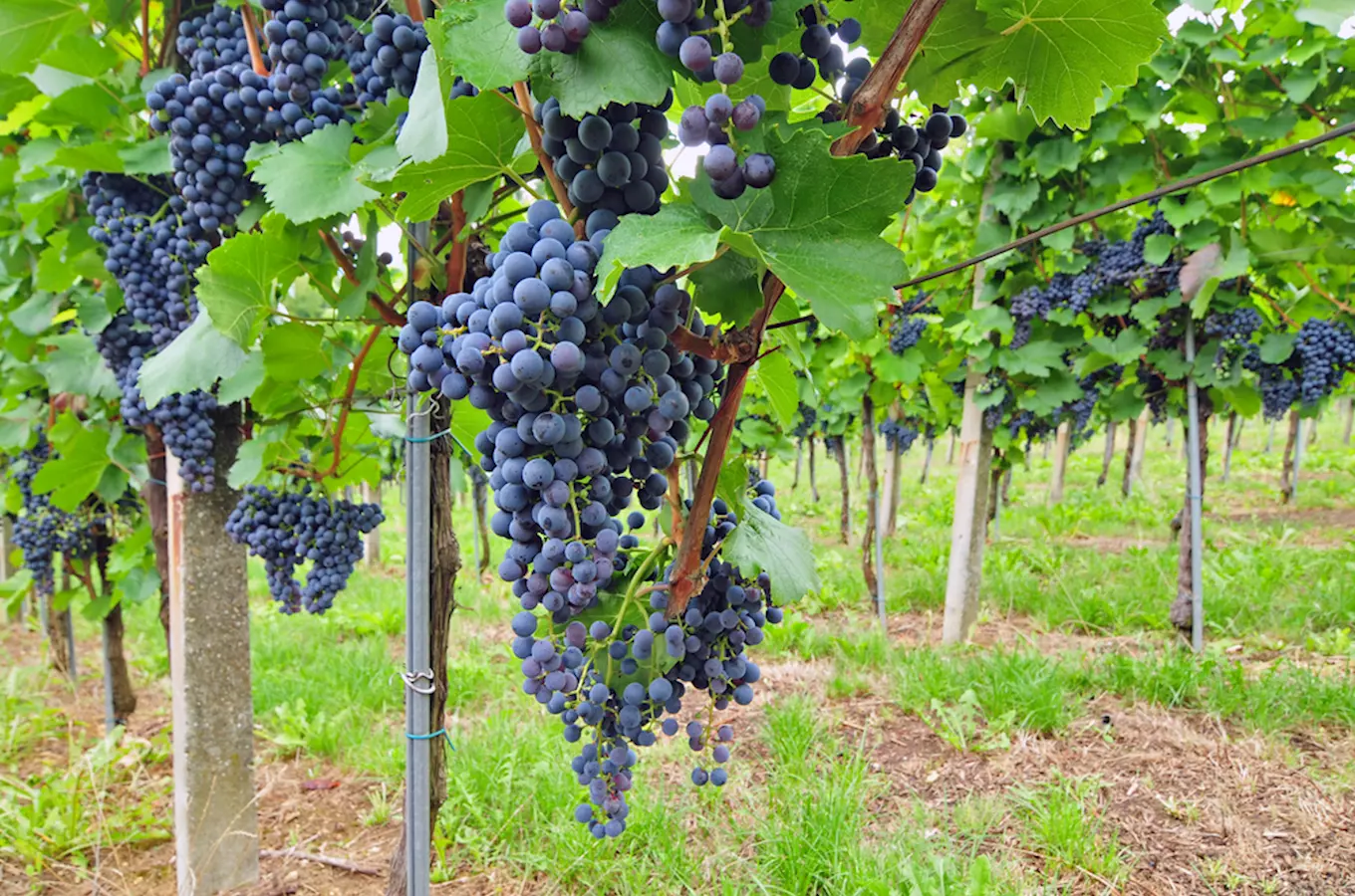 Krajem vína - letní putování okolím Modrých Hor