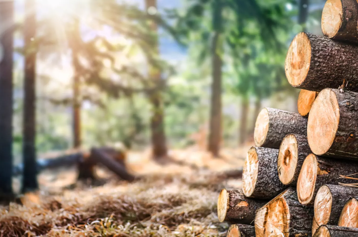 Za vůní dřeva na pily, do srubu a ke kanálům: 15 tipů za tradicí dřevařství nejen na Šumavě