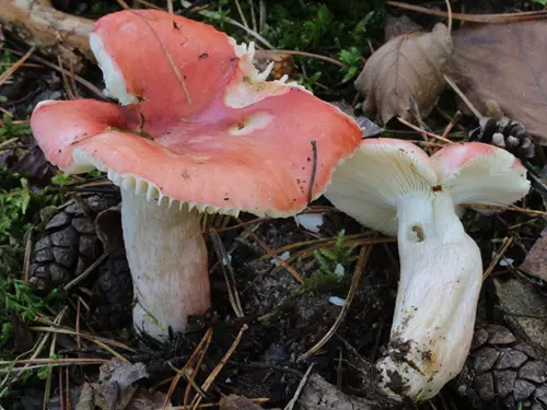 Holubinka krvavá - Russula sanguinaria, foto: Vavřinec Klener