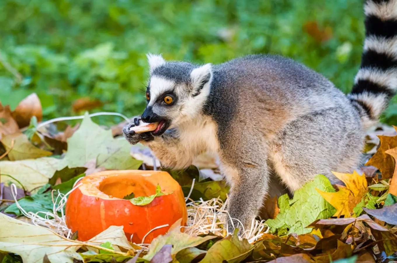Státní svátek a podzimní prázdniny zvou do Zoo Praha