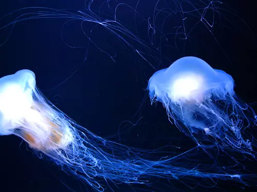 Zoopark v Chomutově otevřel medúzárium