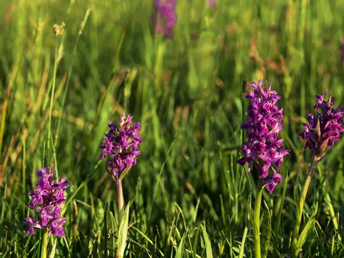 Vycházka za orchidejemi