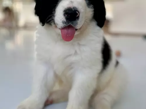 Jóga se štěňátky – puppy yoga