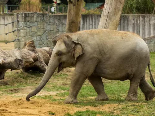 Sloni, Kudy z nudy, Zoo Ostrava