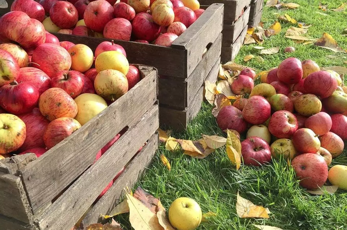 Pardubická moštárna Zdrcený jablko – čerstvé mošty a další jablečné výrobky