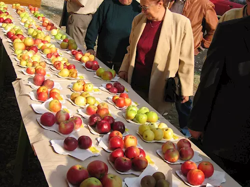 Výstava jablek