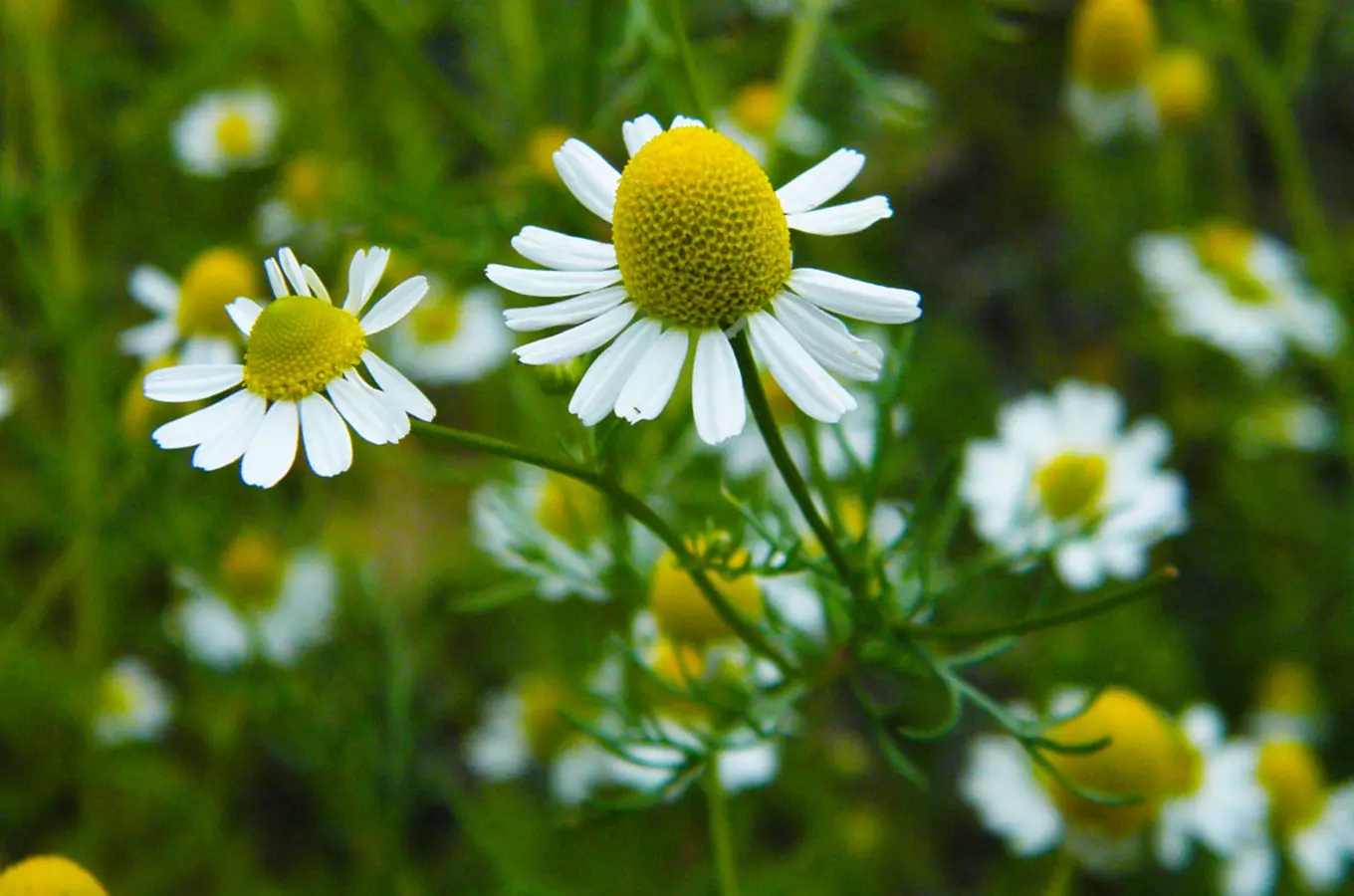 Matricaria chamomilla