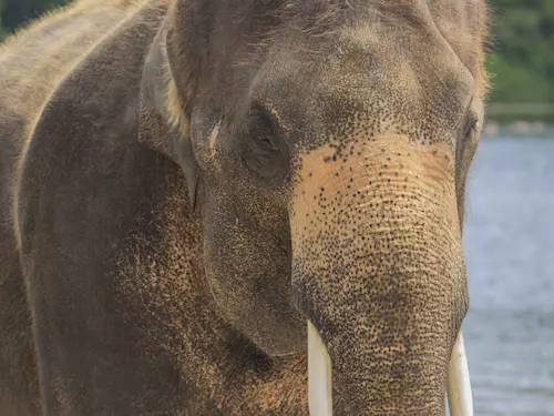 Pražská zoo bude vyrábět papír ze sloního trusu