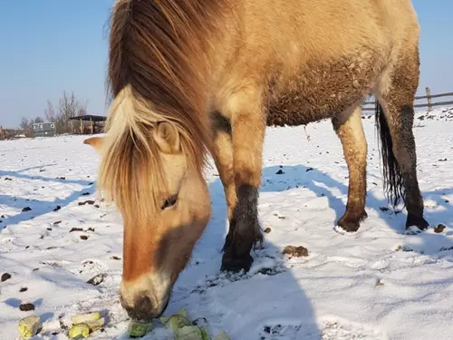 Vánoční nadílka pro zvířátka po celý den