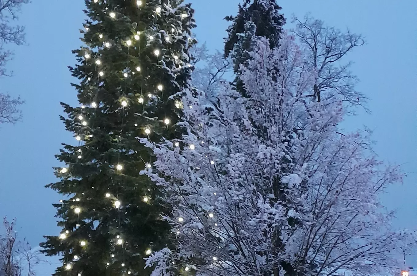 Vánoční strom Nový Hradec Králové